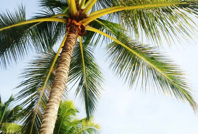La Florida come paradiso fiscale: Vantaggi per imprese, proprietari di immobili e investitori – USA